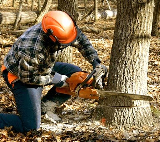 Tree Removal in West Charleston, VT